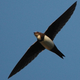 Illustration for article titled This Bird Spends Over Six Straight Months in the Air